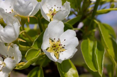 Armut ağacı çiçekleri çok yakın. Meyve ağacının beyaz çiçekleri ve tomurcukları. Gün ışığı armut çiçeklerine düşer. Şafakta, ağaçların çiçekleri güzel görünür..