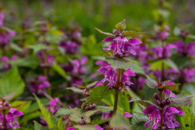 Deaf nettle blooming in a forest, Lamium purpureum. Spring purple flowers with leaves close up.