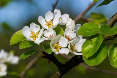 Armut ağacı çiçekleri çok yakın. Meyve ağacının beyaz çiçekleri ve tomurcukları. Gün ışığı armut çiçeklerine düşer. Şafakta, ağaçların çiçekleri güzel görünür..