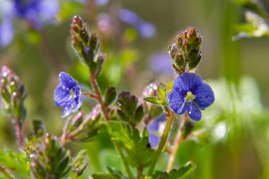 Alman hız kuyusunun parlak mavi çiçeklerine yaklaşan Veronica Chamaedrys ilkbaharda çayırda, güneşli günde, doğal ortamda yetişiyor..