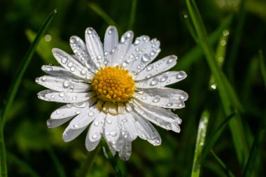 Yeşil bir çimenlikte birlikte büyüyen beyaz papatyalar. Çiçekli bahar arka planı.