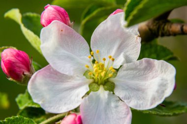 Çiçek tomurcukları, çiçekler ve yeşil taze yapraklar çiçek açan bir elma ağacının dalında. Pembe tomurcuklara yakın çekim ve baharda bulanık bir arkaplanda bir elma ağacının çiçekleri. Seçici odak.