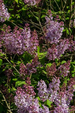 İlkbaharda mor leylak çalıları çiçek açar. Yeşil bahçede güzel çiçekli duvar kâğıdı.