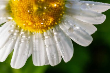 Bahçe papatyaları Leucanthemum vulgare yakından. Papatya çiçekleri. Oxeye papatya, papatya, Dox-eye, Papatya, Ay papatyası. Makro papatya ya da papatya çiçeği beyaz taç yaprakları üzerinde bir damla su ile.