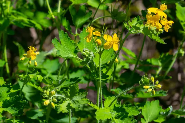Doğal sarı selandin çiçeklerinin makro fotoğrafı. Arkaplan çiçekleri selandin eker.
