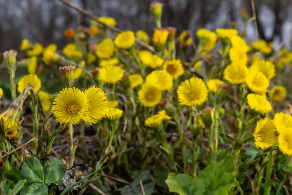 コルツフットまたはフットフット薬用野生のハーブ フィールドで成長しているFarara Tussilago工場 薬用成分として使用される若い花 草原の春の草が咲く 美しい黄色の花のグループ ロイヤリティフリーのストック画像