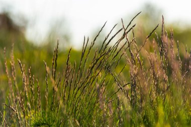 Lolium perenne veya daimi çim..