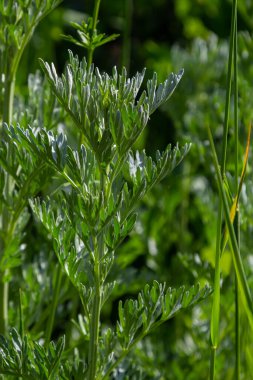 Gümüş yeşili Wormwood arka planda kalır. Artemisia Absinthium, bitkisel mutfak bahçesindeki pelin otu bitkisi, kapat, makro.