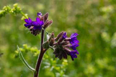Anchusa officinalis, yaygın olarak bugloss veya yeşil arka planlı alkanet olarak bilinir..