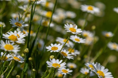 Çayırda yetişen papatya çiçekleri, beyaz papatyalar. Oxeye papatya, Leucanthemum vulgare, Papatya, Dox-eye, Common papatya, Dog papatya, Bahçe konsepti.