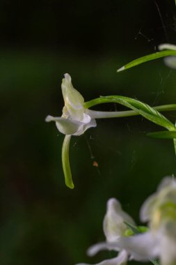 Platanthera bifolia, Platanthera familyasından bir orkide türüdür. Ormanda çiçek açtı..