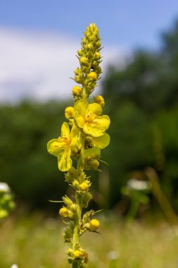 Verbascum densiflorum the well-known dense-flowered mullein.