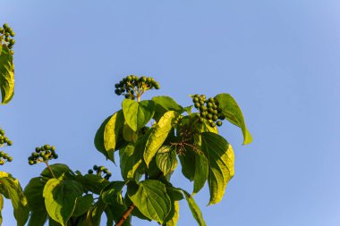 Dogwood üzümü - Cornus sanginea Calcareous çalılığı.