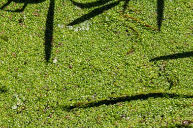 Duckweed - Cultivation of duckweed. Lemna trisulca . clipart