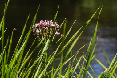 Butomus umbellatus, Flowering Rush. Yazın vahşi bitki vuruşu.