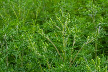 Yaygın bir yosun çiçeği, Ambrosia artemisiifolia.