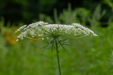 Daucus carota yaban havucu açan bitki olarak bilinir..