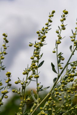 Pelin otu yeşil gri yapraklar ve güzel sarı çiçekler. Artemisia Absinthium Absinthium, Absinthe Wormwood Çiçek Bitkisi, Kapalı Makro.