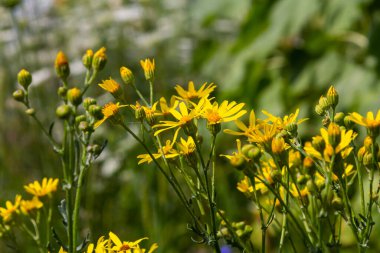 Senecio Vernalis 'in sarı çiçekleri bulanık yeşil arka planda yakın plan. Seçici odak.