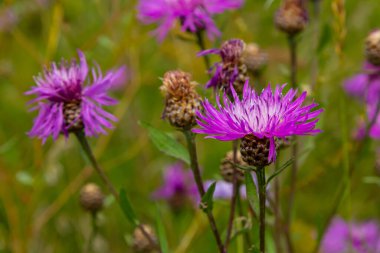 Centaurea jacea, Brown Knapweed olarak da bilinir, Brown-Ray Knapweed, Brownray Knapweed ve Hardheads olarak da bilinir..