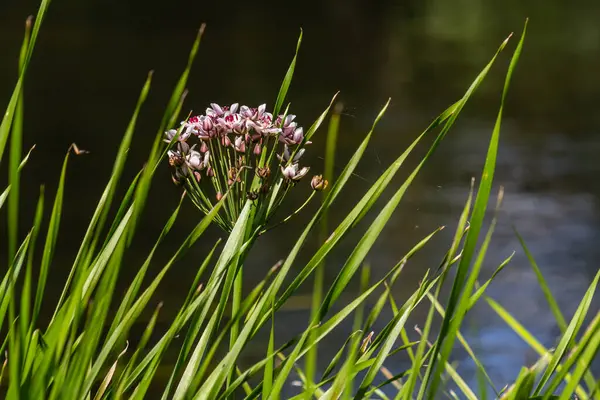 Butomus Umbellatus Flowering Rush Wild Plant Shot Summer Jogdíjmentes Stock Képek