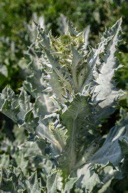 Onopordum acanthium Haziran 'da erken çiçek açar. Onopordum akanthium, pamuk devedikeni, İskoç devedikeni, Asteraceae familyasından bir çiçektir..