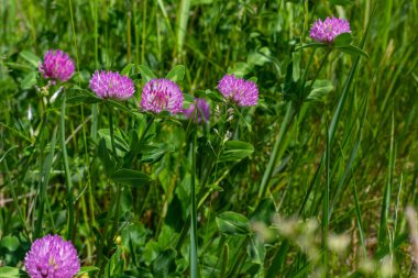 Trifolium pratense, kırmızı yonca. Yazın çayırdaki değerli çiçekleri toplayın. Şifalı ve bal taşıyan bitki, yem ve halk tıbbında tıbbi olarak yontulmuş yabani otlar..