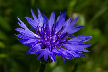 Mavi kantaron centaurea siyanus yenilebilir bir bitkidir..