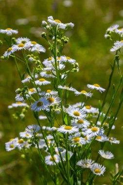 Erigeron Annuus olarak bilinen yıllık pire, papatya pire, ya da papatya pire..