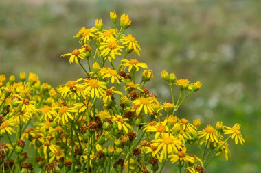 Senecio Vernalis 'in sarı çiçekleri bulanık yeşil arka planda yakın plan. Seçici odak.