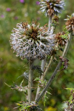 Echinops sphaerocephalus ve Glandüler Globe devedikeni olarak bilinen Büyük Dünya devedikeni 'nin seçici odak noktasını kapatın..