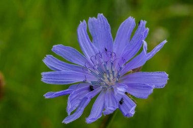 Hindiba 'nın narin mavi çiçekleri. Bulanık doğal arka plan üzerinde Latince adı Cichorium Intybus olan bitkiler..