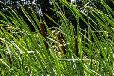 Göldeki tifa yaban bitkisi, güneşli yaz günü. Typha angustifolia veya cattail.