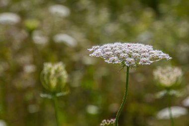 Daucus carota yaban havucu açan bitki olarak bilinir..