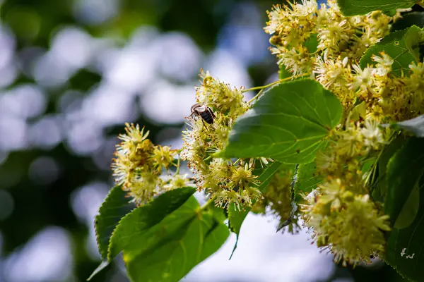 Linden tree flowers clusters tilia cordata, europea, small-leaved lime, littleleaf linden bloom. Pharmacy, apothecary, natural medicine, healing herbal tea, aromatherapy. Spring background.