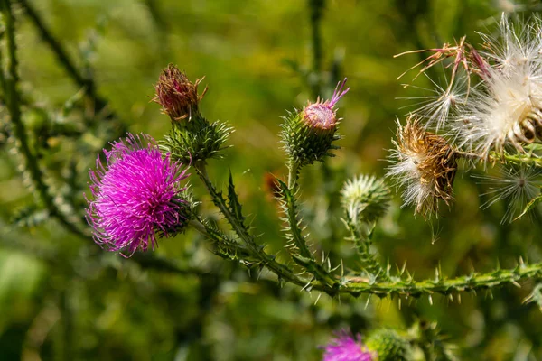 stock image Thistle Carduus acanthoides grows in the wild in summer.