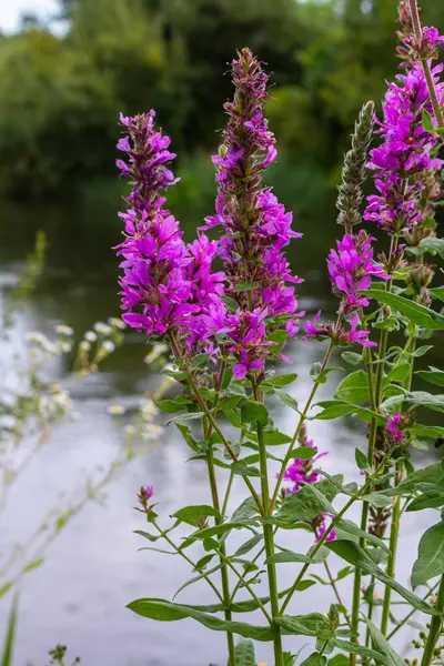 stock image Purple loosestrife Lythrum salicaria inflorescence. Flower spike of plant in the family Lythraceae, associated with wet habitats.