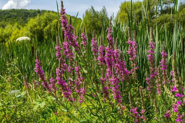 stock image Purple loosestrife Lythrum salicaria inflorescence. Flower spike of plant in the family Lythraceae, associated with wet habitats.