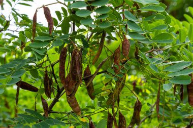 Robinia psödoacia, yaygın olarak çekirge çekirgesi olarak bilinir..