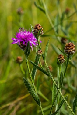 Centaurea scabiosa subsp. apiculata, Centaurea apiculata, Compositae. Wild plant shot in summer.
