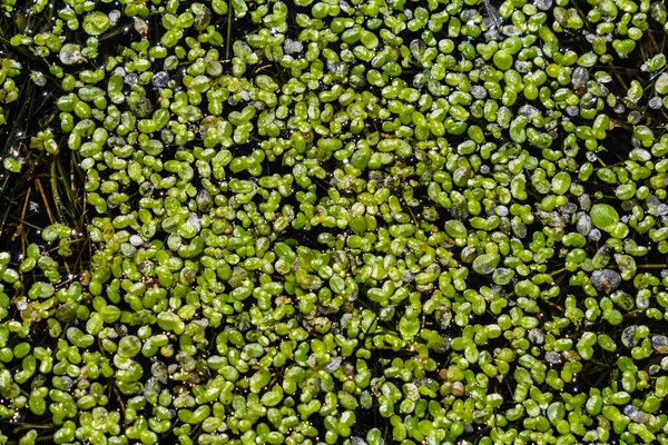 Stock image Duckweed - Cultivation of duckweed. Lemna trisulca .