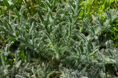 Cirsium vulgare 'in üst görüntüsü, mızrak devedikeni..