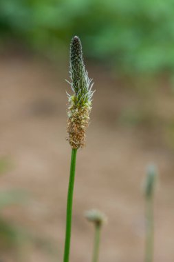 Ribwort plantain Plantago lanceolata. Bahçedeki şifalı bitkiler.