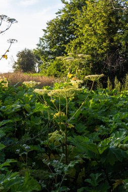 Heracleum sosnovskyi büyük zehirli bitki çiçek açıyor. İlaç fabrikası Hogweed Heracleum sphondylium.