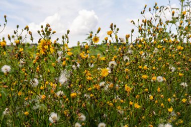 Rough Hawksbeard Crepis biennis plant blooming in a meadow.