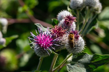 Araknoid burdock Arctium tomentosum. Sibirya 'nın yabani bitkileri..