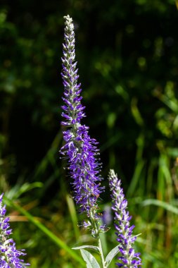 Çiçekli Veronica Spicata Ulster Cüce Mavi Çiçeği.