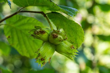 Genç fındık, yeşil fındık, ağaçta yetişir..