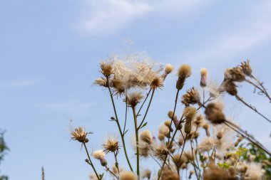 Cirsium arvense, devedikeni (devedikeni) familyasından bir bitki türü. Tohumlu sonbahar bitkileri. İlaç bitkileri.