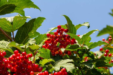 Close-up of beautiful red fruits of viburnum vulgaris. Guelder rose viburnum opulus berries and leaves in the summer outdoors. Red viburnum berries on a branch in the garden.